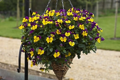 Picture of Pansy - Freefall Purple Wings F1